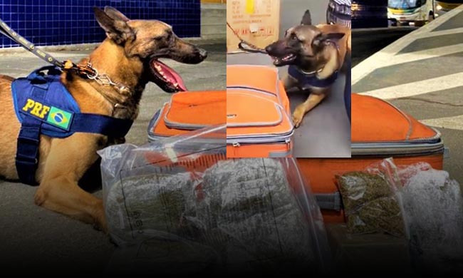 Conquista Cão K9 Kaleu Da Prf Encontrou Carga De Maconha Em ônibus